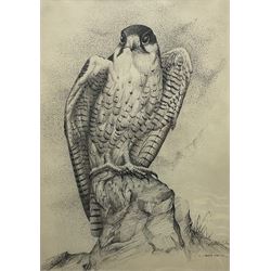 Gordon C Turton (British 1947-): ' A Lanner Falcon', ink wash signed, labelled verso 36cm x 25cm