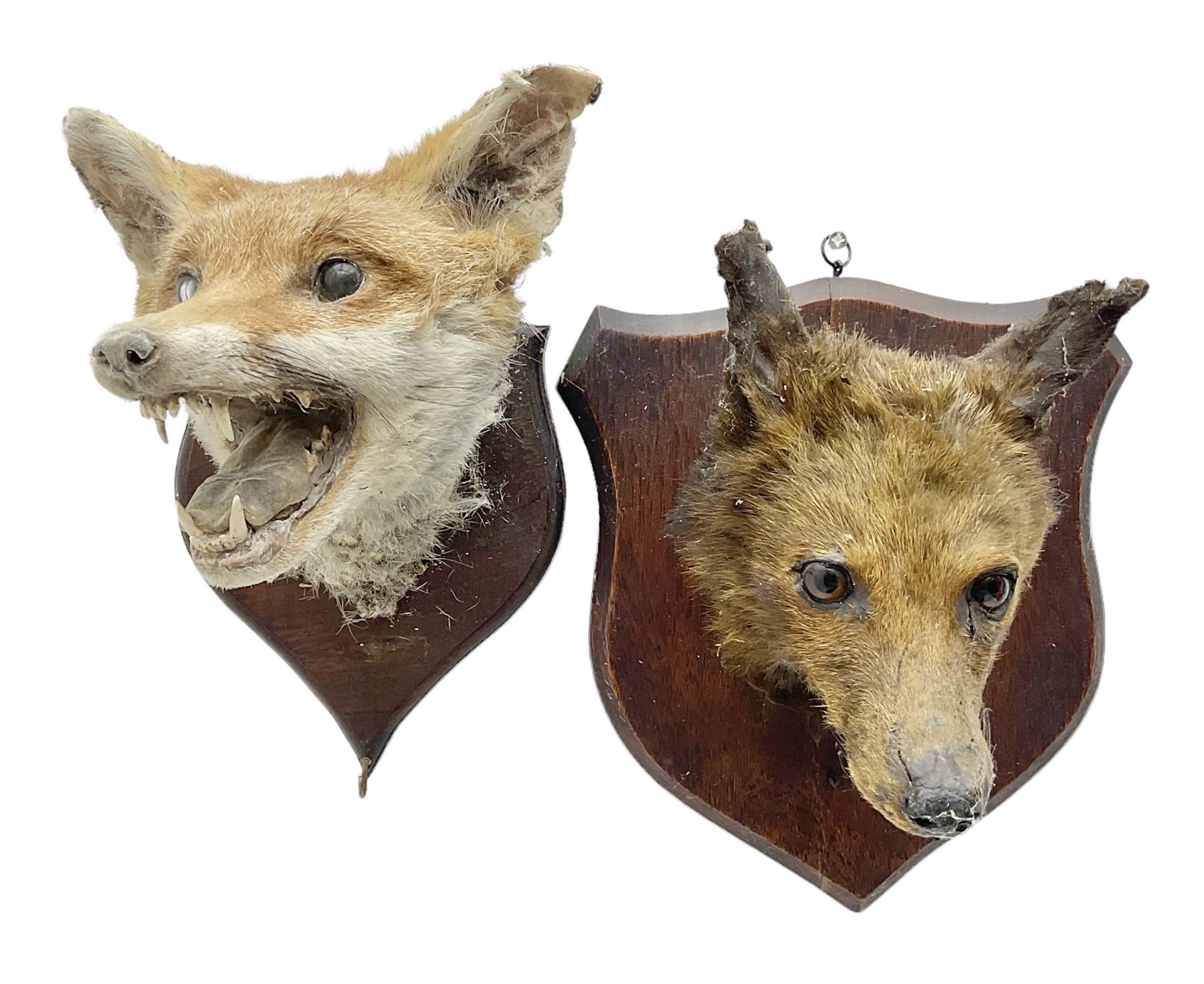 Taxidermy: Red fox masks (vulpes vulpes), the first example an unusual dark coloured adult head looking straight ahead, the second mount turning to the right with mouth agape bearing teeth, both on wooden shields 