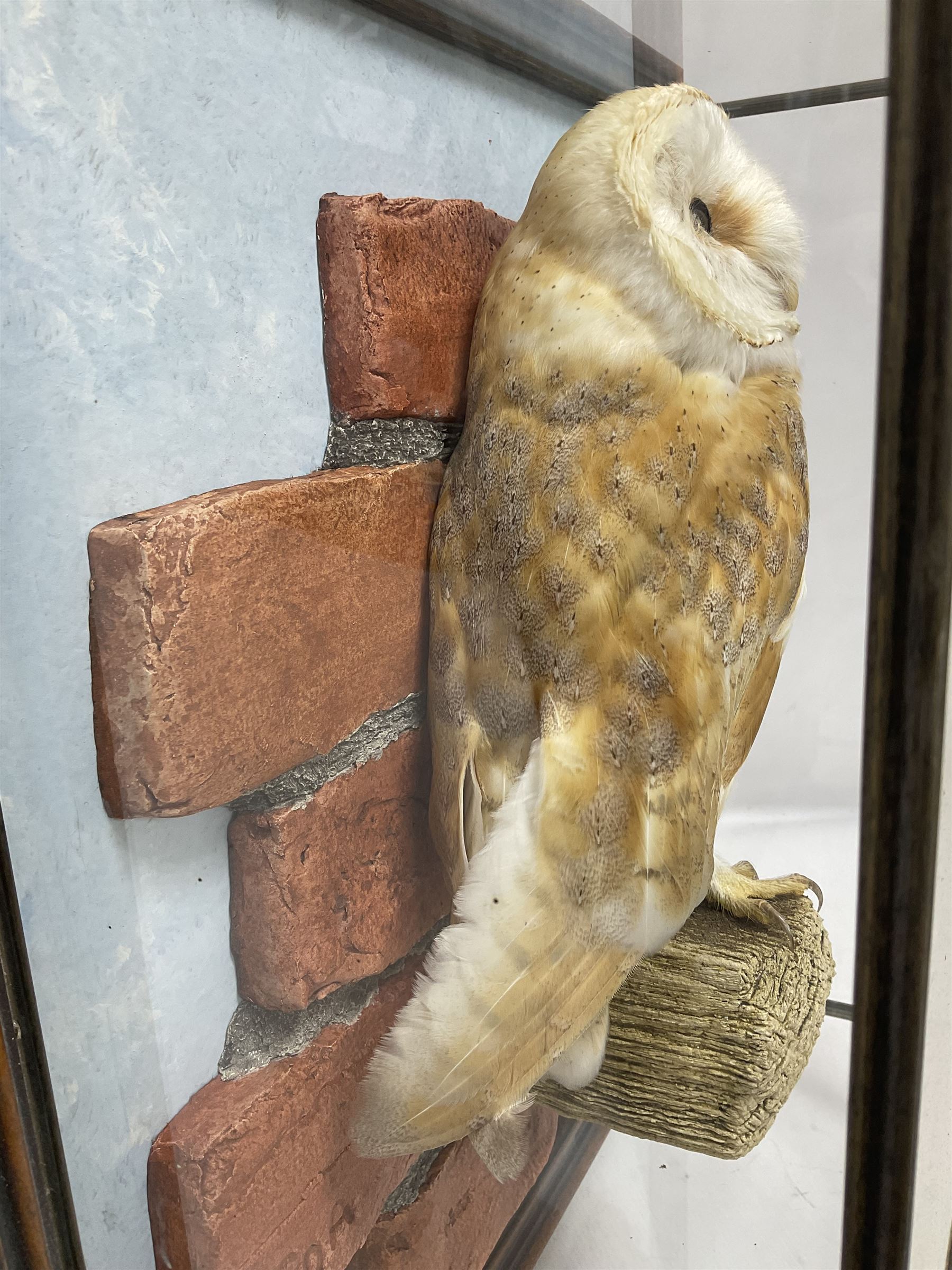 Taxidermy: Wall Mounted Barn Owl (Tito alba), dated 2001, by David Astley, Taxidermist, York, a high quality full mount adult male with head turning to the right, perched upon a short wooden beam, set against a faux brick back drop, width 50cm x height 55cm overall, bearing taxidermist's full paper trade label verso.
with Cites Article 10 (non transferable) licence no.24GBA102LOMN1 Cause of death RTA - 2001. This specimen would require a re-export licence to export from the UK, an import permit would be required into your chosen country, this is the responsibility of the buyer alone, David Duggleby Auctioneers and Valuers do not offer any onward re-export or import licences.