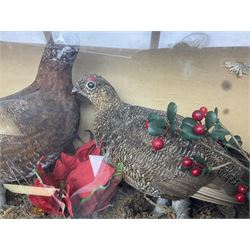 Taxidermy; Cased pair of Red Grouse (Lagopus Lagopus Scotica), male and female adult mounts, in a naturalistic setting, encased within a single panel display case, H39cm, L68cm