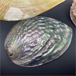 Conchology: selection of shells, including gold pearl oyster shell, mother of pearl turbo marmaratus shell, Cypraecassis Rufa red helmet shell, Mitre shell, Paua shell and others, largest D19cm