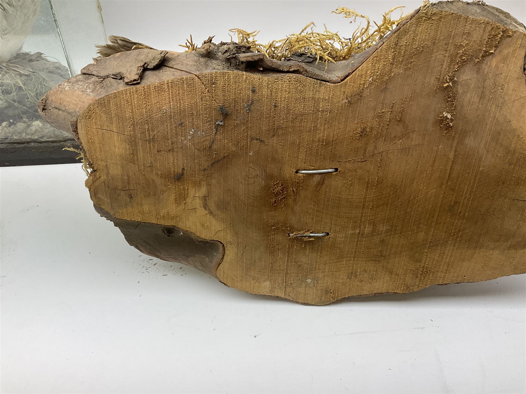 Taxidermy: Female green-winged teal duck (Anas carolinensis), on open display upon tree mount detailed with moss H15.5cm, together with gray partridge (Perdix perdix), on open display upon tree mount detailed with moss, H16cm and a cased young guillemot, standing on a naturalistic base, encased within a five pane display case, H27cm. 