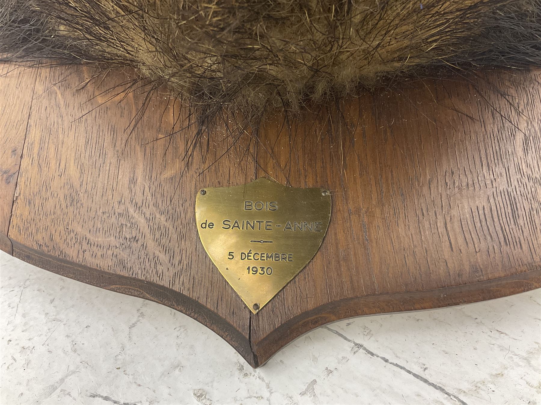Taxidermy: European Wild Boar (Sus scrofa), adult male shoulder mount looking straight ahead, with mouth agape, on an wooden shield bearing brass plaque 'Boise de Sainte-Anne, 5 December 1930', D53cm
