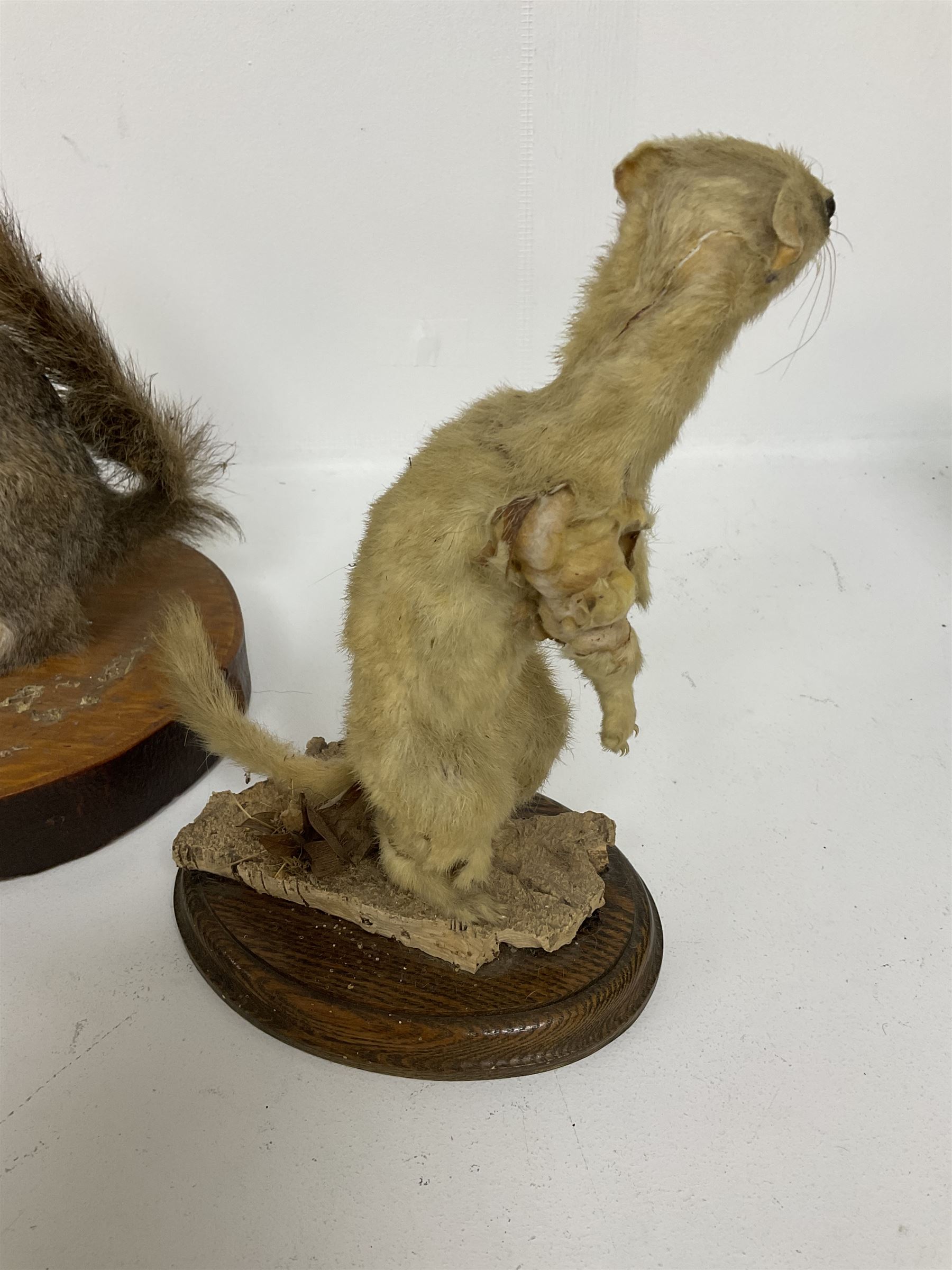 Taxidermy; Red fox mask (Vulpes vulpes), together with stoat (Mustela erminea) study and squirrel (Sciuridae), all on wood bases