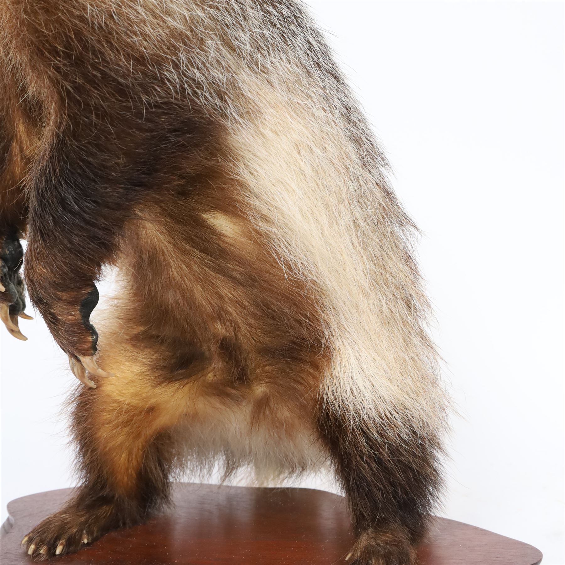 Taxidermy; European Badger (Meles meles), full male adult mount on open display, stood upon hind legs, upon a wooden base,with taxidermist label beneath, Dave Hornbrook  H40cm