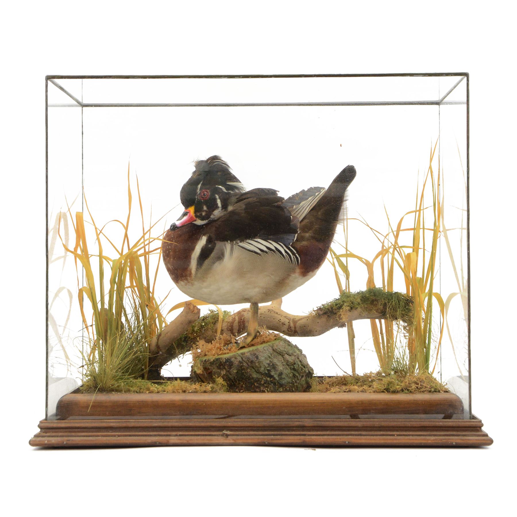 Taxidermy: Carolina Wood Duck (Aix sponsa), early 20th century, full drake mount, stood upon a tree stump covered mound with long grasses, within a glass case, H43cm 