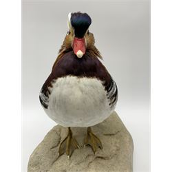 Taxidermy: Mandarin duck (Aix galericulata), modern, by award winning Taxidermist - Carl Church, Pickering, North Yorkshire, a full mount adult perched on a rock, H36cm W35cm.