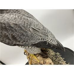 Taxidermy: Victorian cased Peregrine Falcon (Falco peregrinus), full female mount  stood atop a tree stump in a naturalistic ground, enclosed beneath a period oval glass dome with ebonised base, raised upon four bun feet, H54cm D20cm W34cm