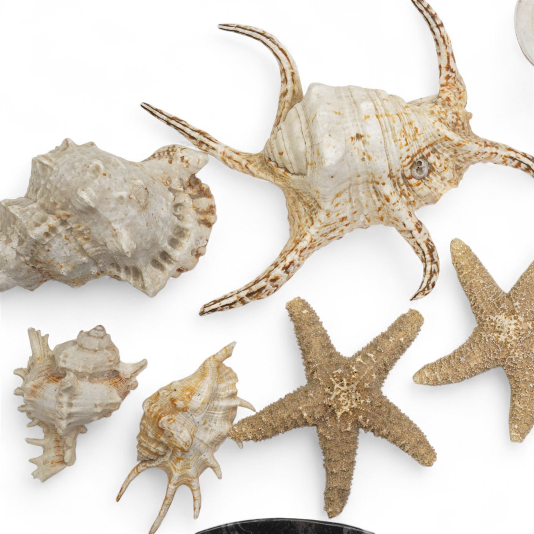 Petrified wood dish, three spiral fossil dishes and other similar examples, and a collection of shells