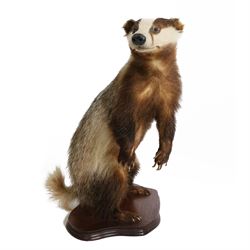 Taxidermy; European Badger (Meles meles), full male adult mount on open display, stood upo...