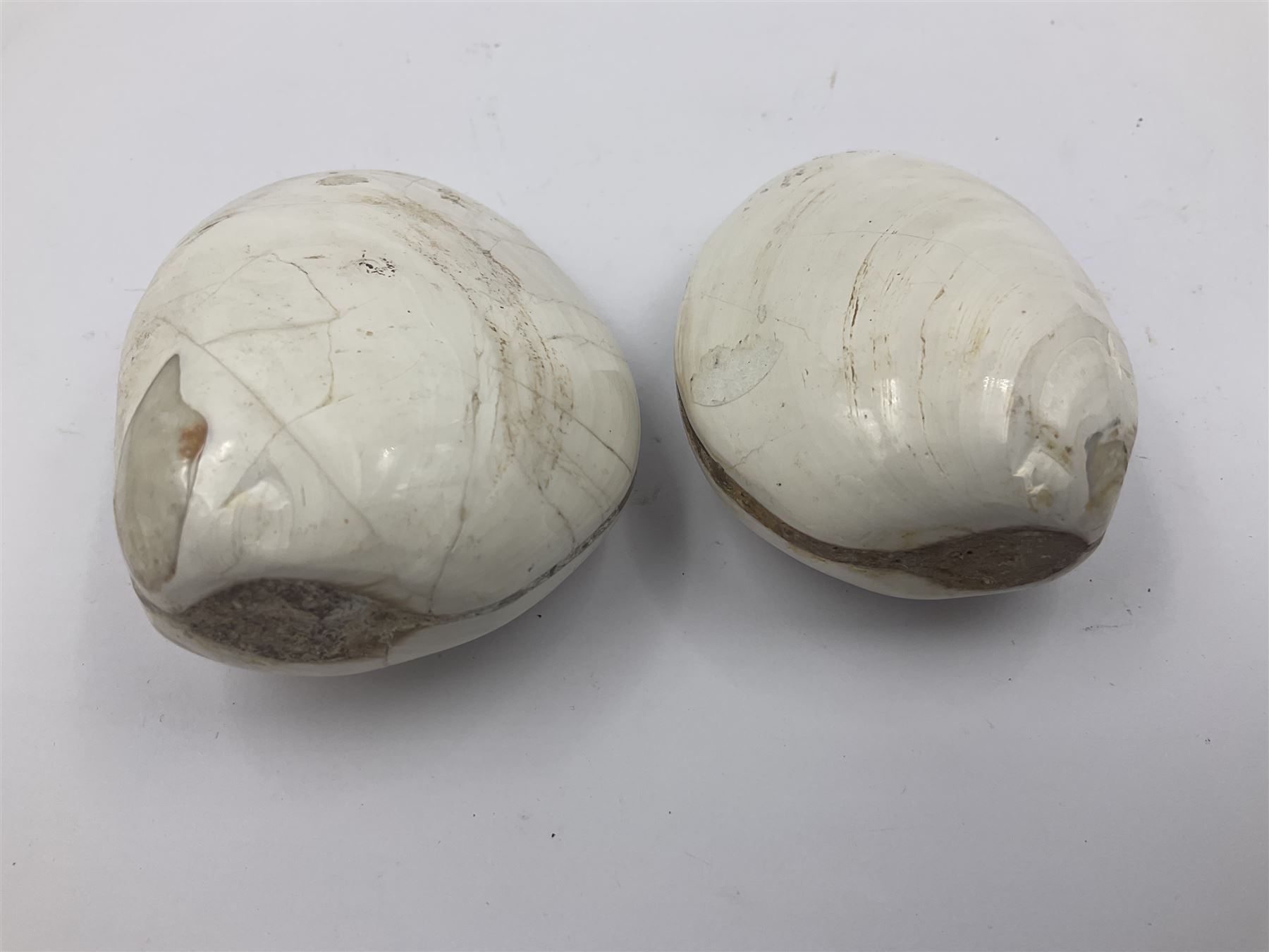 Two polished Lituites lituus fossils, together with four Scutella echinoids, fossilised fish and three other fossils and two minerals 