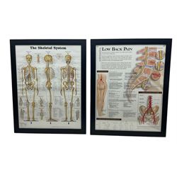 After Peter Bachin - set of six large medical or anatomy prints in matching frames (6)