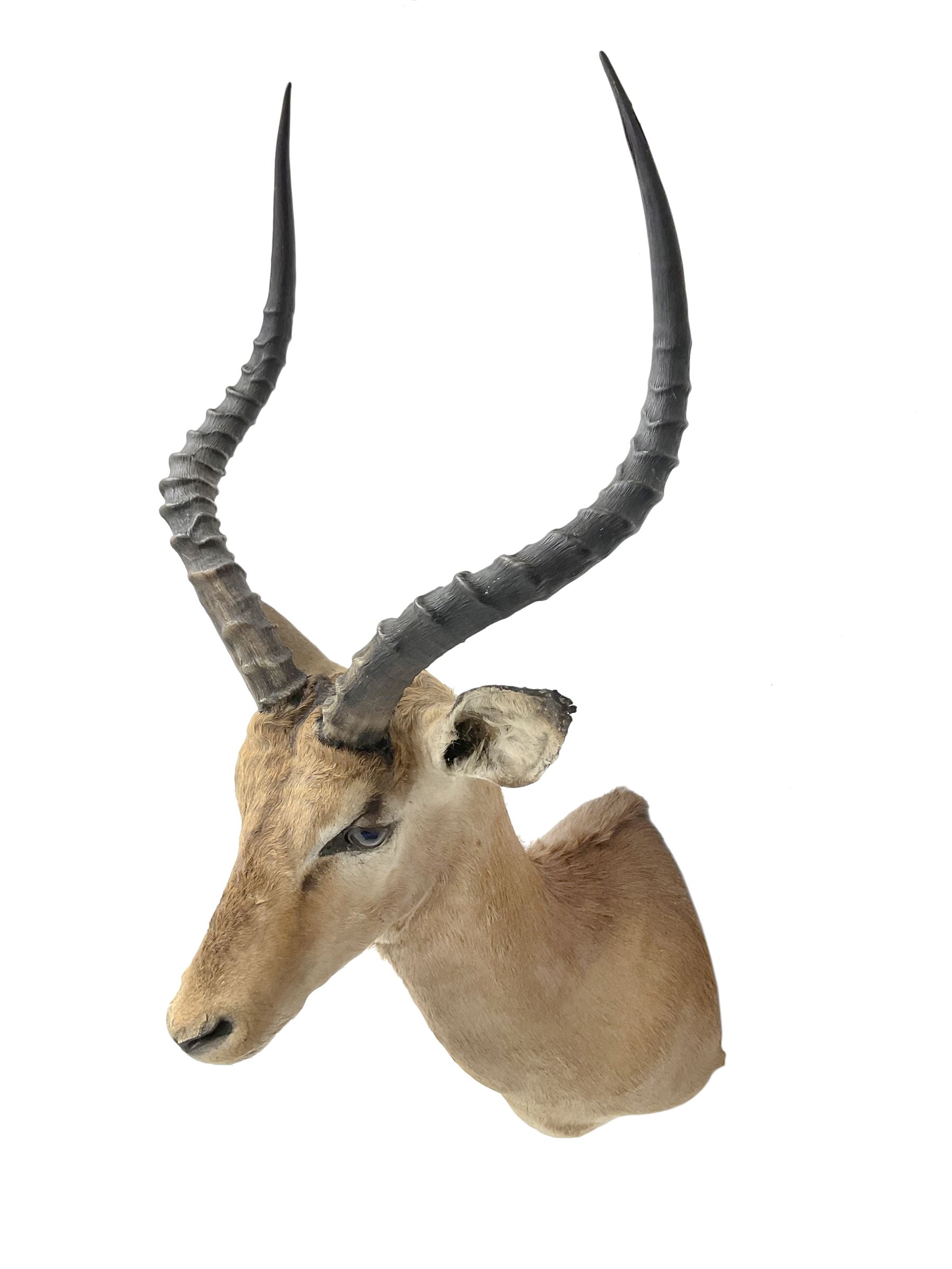Taxidermy: Common Impala (Aepyceros melampus), adult male shoulder mount looking straight ahead, approximately H90cm