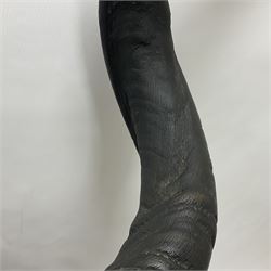 Antlers/Horns: Greater Kudu (Tragelaphus Strepsiceros), Pair of Kudu curved horns on partial skull, mounted on an oak shield, H120cm