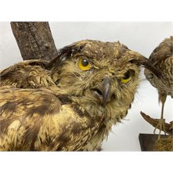 Taxidermy: Long-eared Owl (Asio otus), full adult mount upon a cut tree branch, together with European Sparrowhawk (Accipiter nisus), full adult mount, upon a branch in a naturalistic setting, owl H36cm 