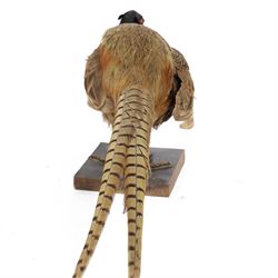 Taxidermy - Ring necked Pheasant (Phasianus Colchicus), full adult male mount, H26cm 