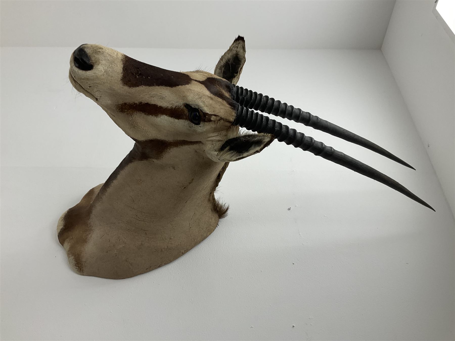 Taxidermy: Beisa Oryx (Oryx beisa beisa), adult male shoulder mount looking straight ahead, approximately H120cm