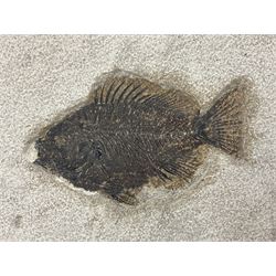 Fossilised fish group in a single matrix; freshwater fish presentation from the prehistoric system of three lakes known as the Green River Formation, featuring Priscacara, Phareodus testis, Diplomystus dentatus
 H59cm, L97cm