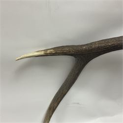 Taxidermy: Red Deer (Cervus elaphus), adult male imperial stag shoulder mount looking straight ahead, ten point antlers, mounted upon a shaped wooden shield, D65cm