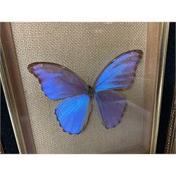 Entomology: Twelve framed displays contain thirteen specimens of tropical moths and butterflies, each mounted within gilt wall hanging picture frames of various sizes, specimens including Morpho Godarti, Caligo idomeneus, Cisseis morpho, Cathosia biblis etc, largest L35cm W30cm 