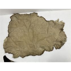 Taxidermy; Goat (Capra aegagrus hircus) pelt and deer (Cervidae) pelt, largest example L127cm