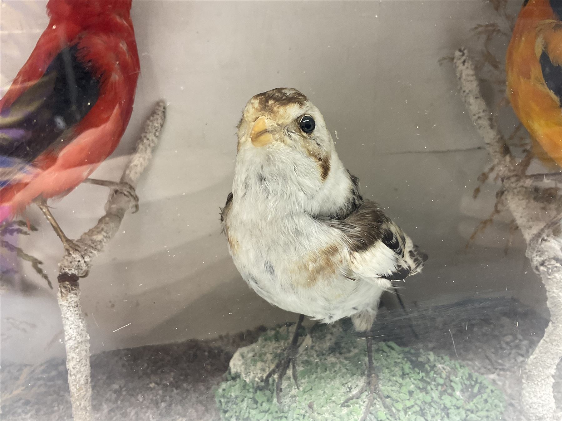 Taxidermy; Victorian cased display of birds, comprising Scarlet Tanager (Piranga olivacea), Campo Troupial (Icterus jamacaii) and Snow Bunting (Plectrophenax nivalis), amidst a naturalistic setting, encased within an ebonised single pane display case, H23cm, L35cm