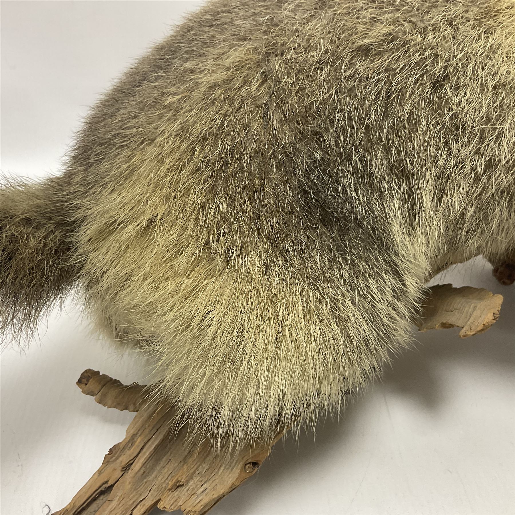 Taxidermy: Alpine Marmot (Marmota marmota), full adult mount stood upon a wooden base, H29cm 