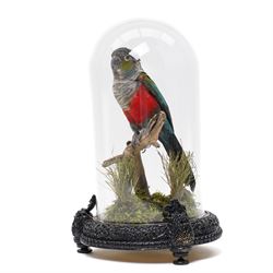 Taxidermy - Crimson-bellied parakeet (Pyrrhura perlata), full adult mount in naturalistic ...
