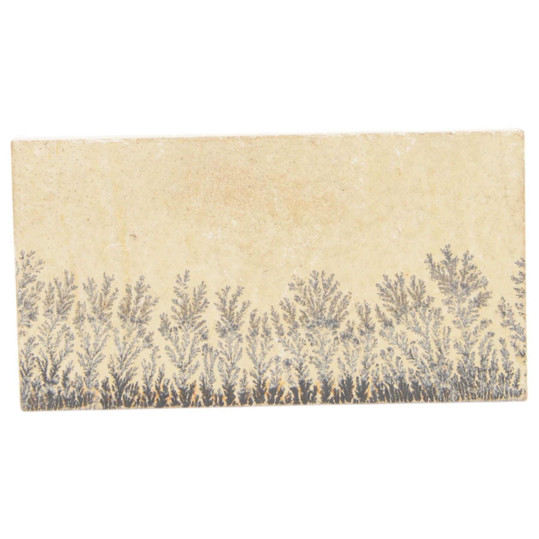 Ammonite cluster, together with Dendrite plaque, green river fossilised fish and other natural science specimens  