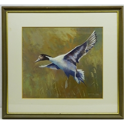  'Drake Pintail', acrylic gouache signed by Arthur Gee (British 1934-2011), titled verso on artists label 40cm x 45cm  