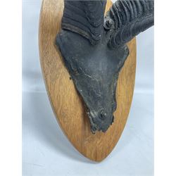 Antlers/Horns: Greater Kudu (Tragelaphus Strepsiceros), Pair of Kudu curved horns on partial skull, mounted on an oak shield, H120cm
