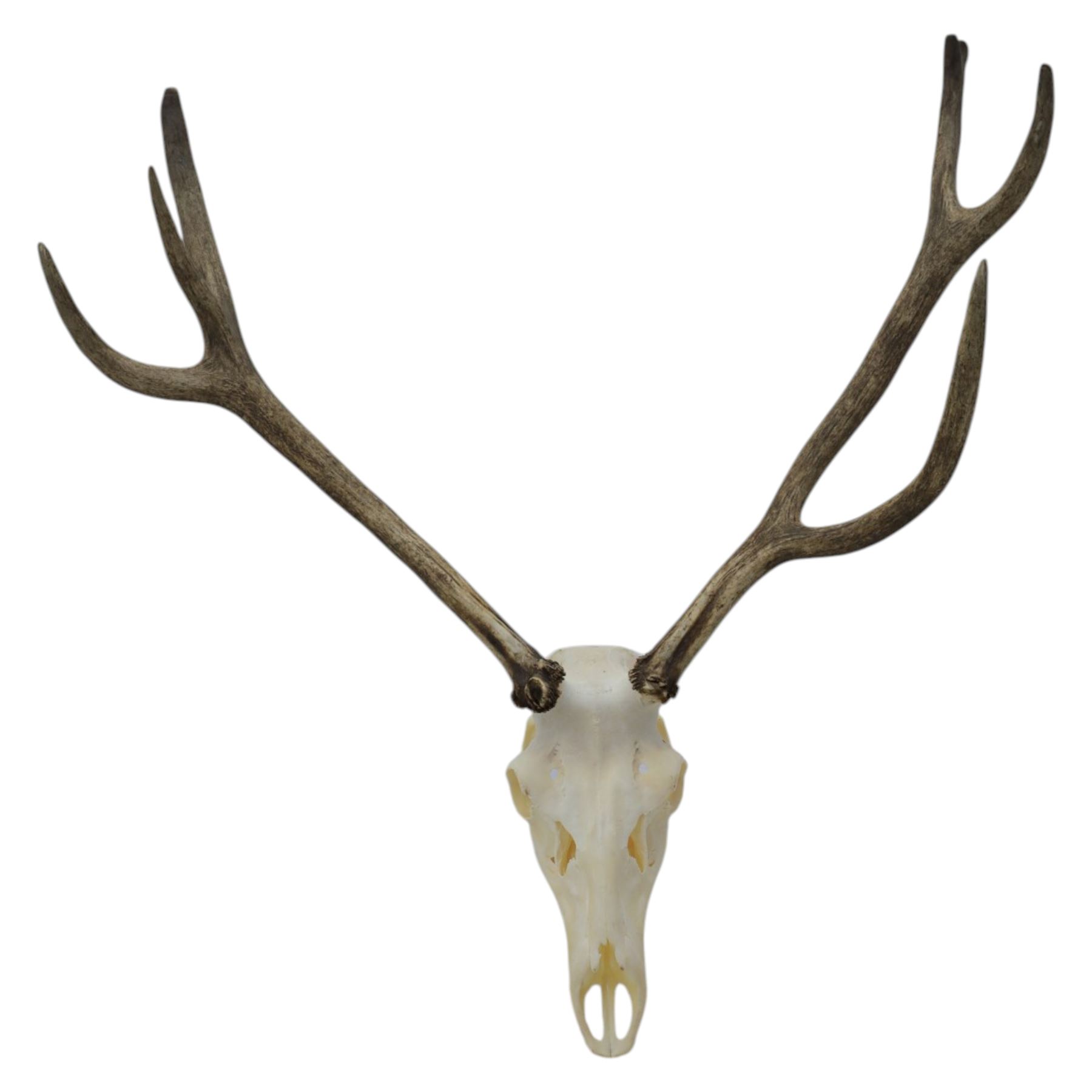 Antlers/Horns: Pair of Red Deer (Cervus elaphus) antlers on skull, H110cm