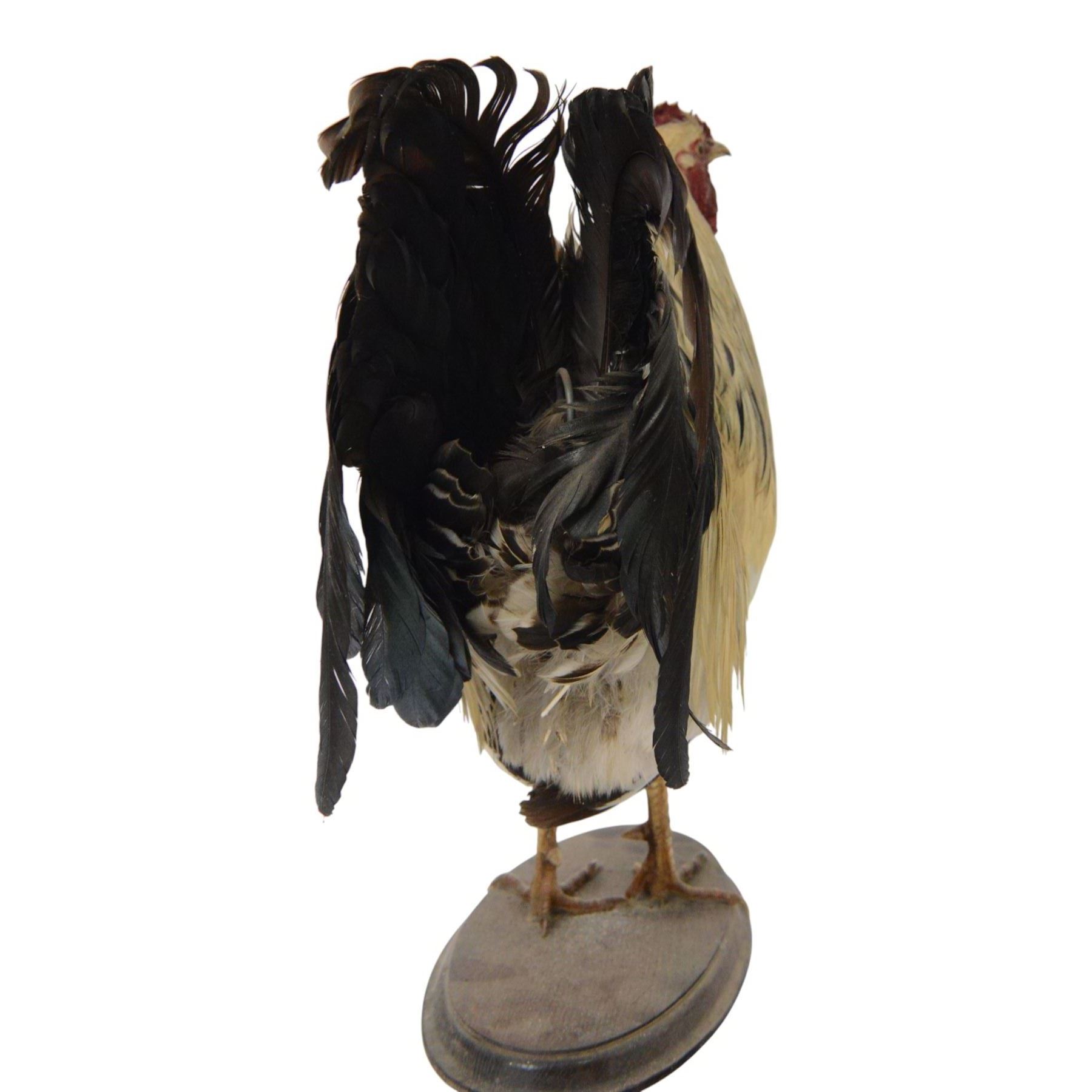 Taxidermy: Cockerel (Gallus gallus domesticus), full adult mount with head turning slightly to the right, on open display, together with taxidermy Pheasant (Phasianus colchicus), full adult male mount on open display, cockerel H43cm 