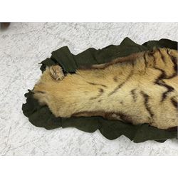 Skins/Hides: Victorian Tiger skin rug (tigris tigris), with green backing with scalloped edges,  L188cm  