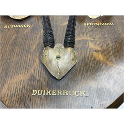 Antlers/horns; Bushbuck (Tragelaphus sylvaticus),  Duiker Buck (Sylvicapra grimmia) and Springbok (Antidorcas marsupialis), three pairs of adult antlers upon an oak shield, shield H38cm 