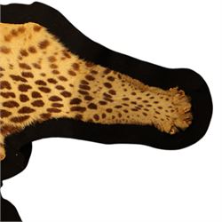 Taxidermy: Early 20th century Indian leopard (Panthera pardus fusca), adult skin rug, with limbs outstretched, mounted upon a later felt backing, L202cm