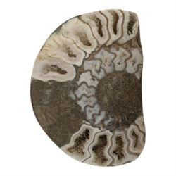 Aegasteroceras sp (ammonite) age; Lower Jurassic period, location; Scunthorpe, England, Cardinia hybrida (bivalve), age Jurassic period, location; Scunthorpe England, Promicroceras Planicosta (ammonites) age; Jurassic period, loication; Lyme Regis, England and other English specimens    