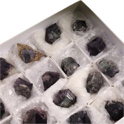 Purple fluorite Lady Annabella Mine, Purple Rain Pocket (Fairy Hole Vein), Weardale, Co. Durham. twenty four specimens  