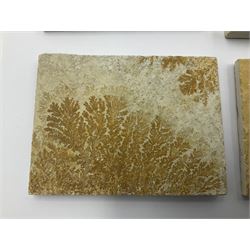 Six dendrite crystals each in an individual sandstone plaque, each plaque H6cm, L8cm
