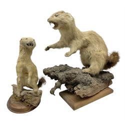 Taxidermy; Pine Marten (Martes martes) or similar, full adult mount mounted on a naturalistic branch, together with a weasel (Mustela) on a wooden plinth, pine marten H34cm