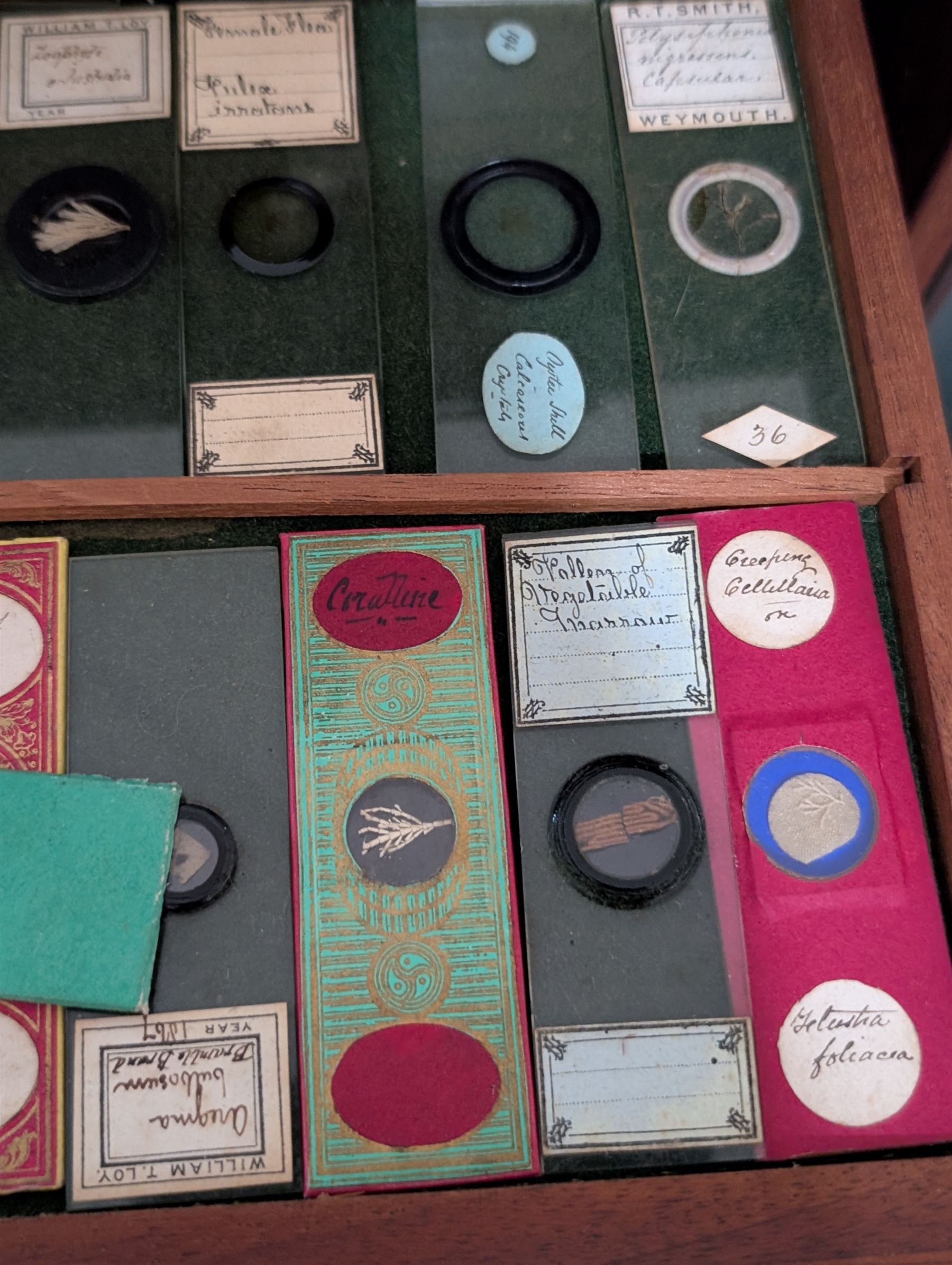 Victorian collector's specimen cabinet, containing a number of prepared microscope slides including miniature photographs, animal and human pathological, physiological and histological specimens and botanical specimens, mostly annotated in ink, the cabinet with glazed door, the drawers with bone handles and lined with green felt, owned by Dr Arthur Bristow, together with a picture of the doctor, cabinet H43cm