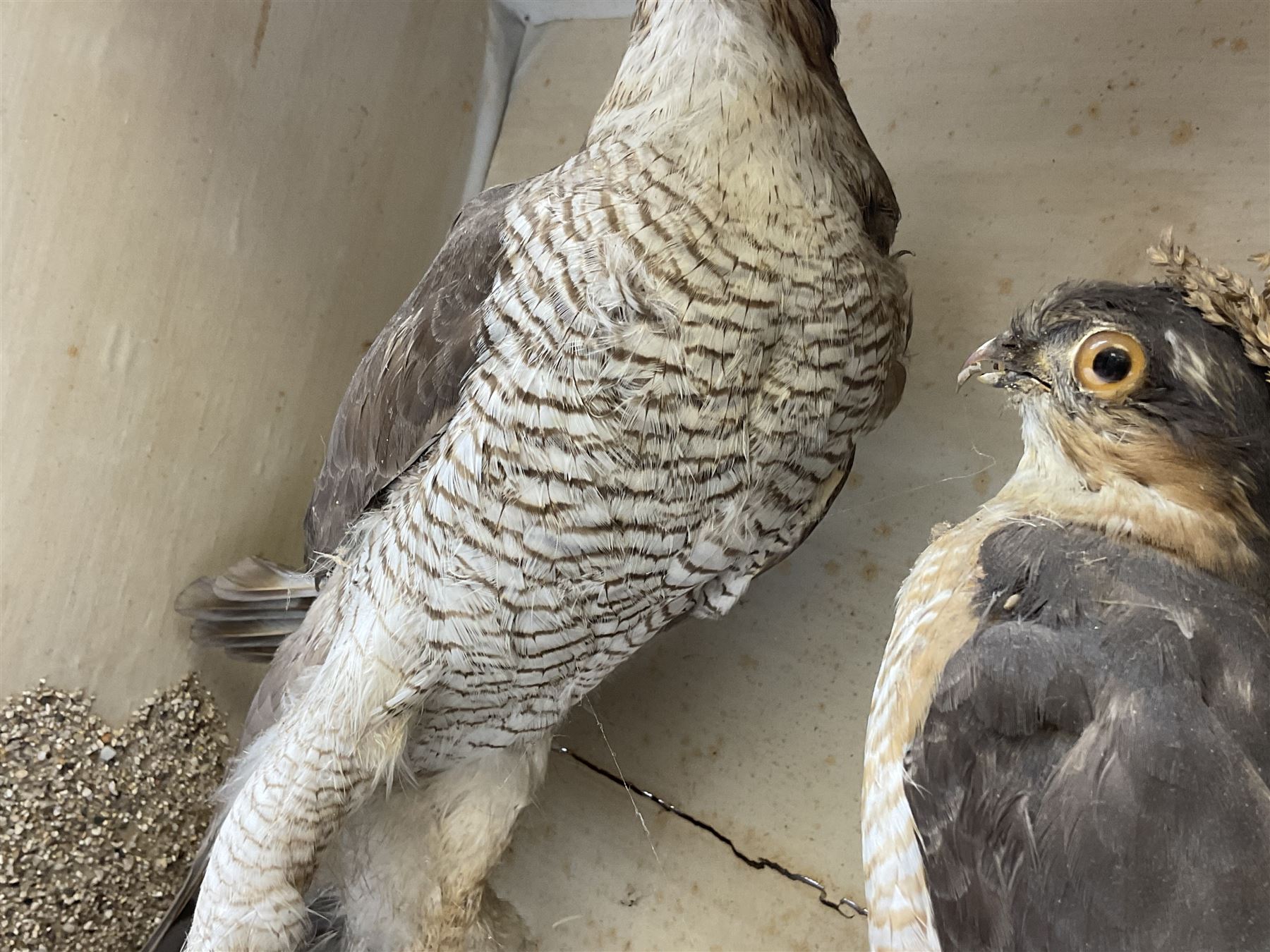 Taxidermy; Victorian cased pair of Sparrowhawks (Accipiter nisus), male and female full mounts, on a naturalistic setting, encased within an ebonised single pane display case, H40, W47cm, D19.5cm