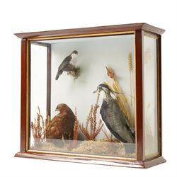 Taxidermy; cased bird diorama, comprising Red Grouse (Lagopus Lagopus Scotica), Northern Lapwing (Vanellus Vanellus) and a White Throated Dipper (Cinclus Cinclus), enclosed within display case, H50cm x W59cm
