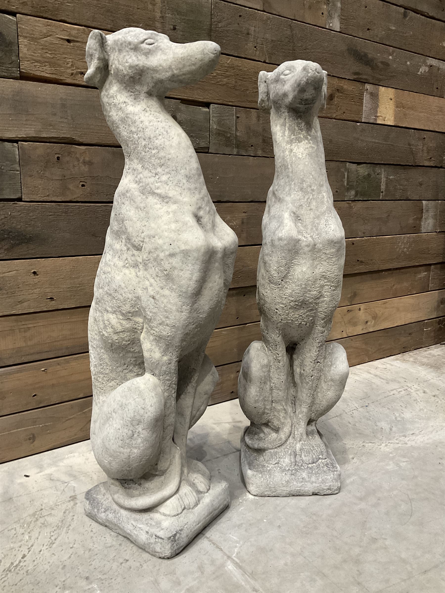 Pair of cast stone seated greyhounds, on square plinth base