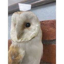 Taxidermy: Wall Mounted Barn Owl (Tito alba), dated 2001, by David Astley, Taxidermist, York, a high quality full mount adult male with head turning to the right, perched upon a short wooden beam, set against a faux brick back drop, width 50cm x height 55cm overall, bearing taxidermist's full paper trade label verso.
with Cites Article 10 (non transferable) licence no.24GBA102LOMN1 Cause of death RTA - 2001. This specimen would require a re-export licence to export from the UK, an import permit would be required into your chosen country, this is the responsibility of the buyer alone, David Duggleby Auctioneers and Valuers do not offer any onward re-export or import licences.