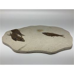 Four fossilised fish (Knightia alta) in a single matrix, age; Eocene period, location; Green River Formation, Wyoming, USA, matrix H25cm, L31cm