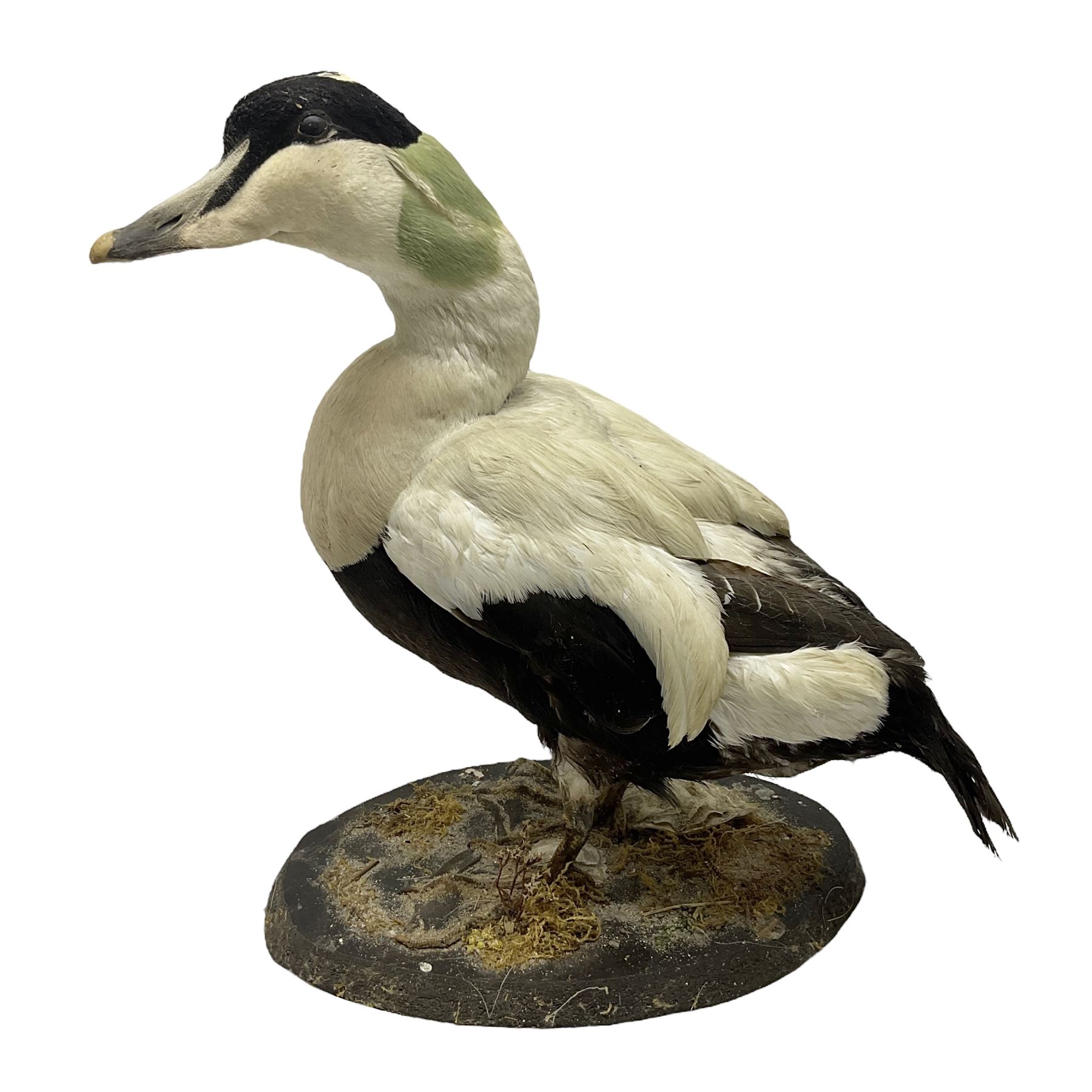 Taxidermy: Common Eider (Somateria Mollisima), full mount drake, upon an oval base, decorated with oyster shells, H42cm