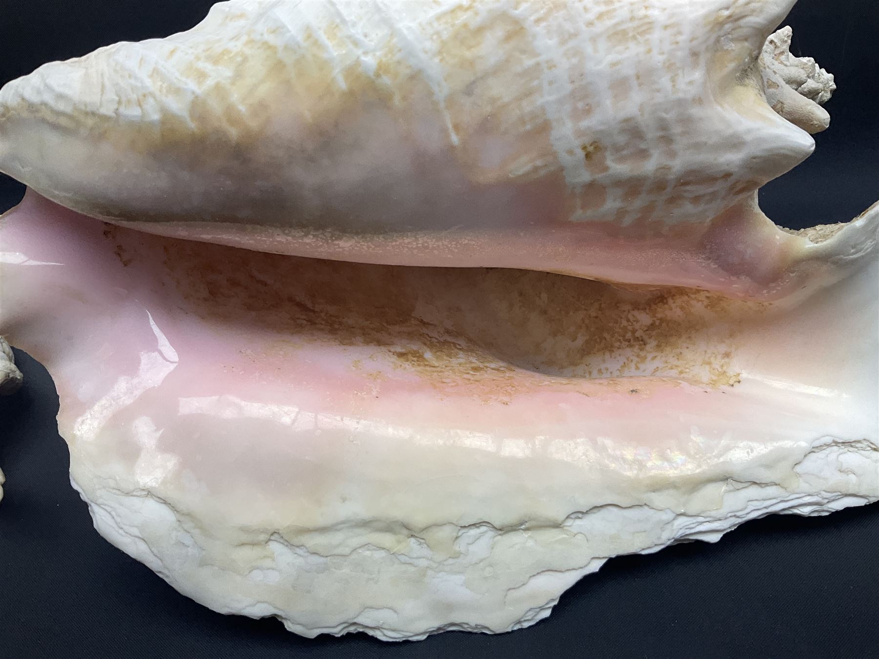 Conchology: selection of conch shells, to include horned examples, largest H17cm, L24cm