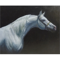  Brian Priest (British Contemporary): Study of a Polish Arabian Stallion, oil on canvas unsigned 47cm x 57cm  