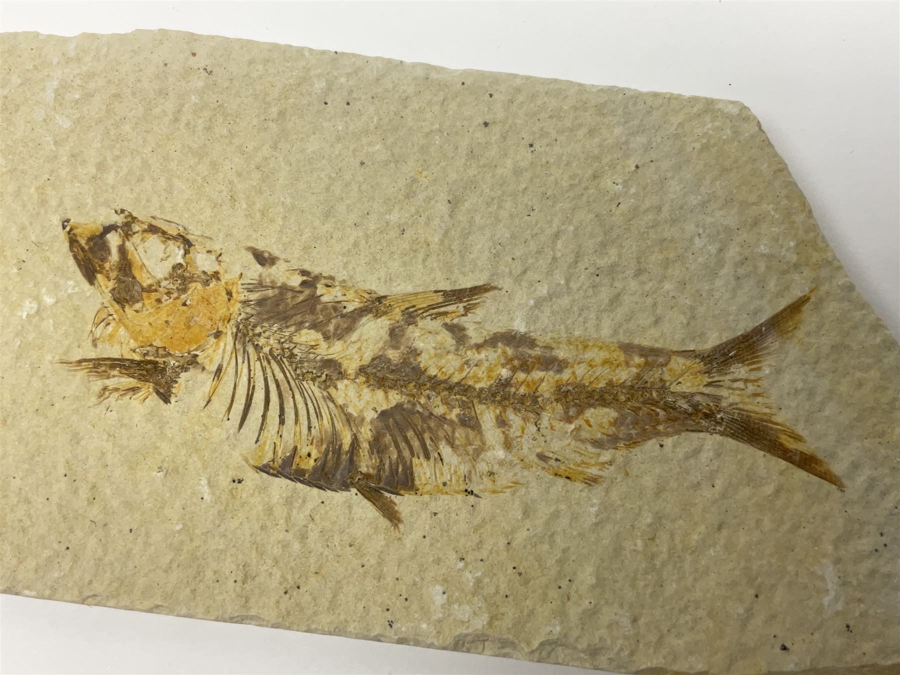 Three fossilised fish (Knightia alta) each in an individual matrix, age; Eocene period, location; Green River Formation, Wyoming, USA, largest matrix H9cm, L15cm